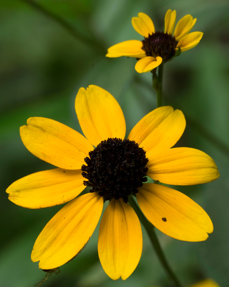 Thin-leaved Coneflower