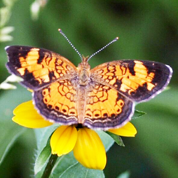 Thin-leaved Coneflower with Butterfly