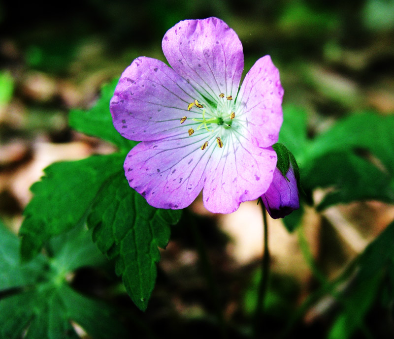 Wild Geranium