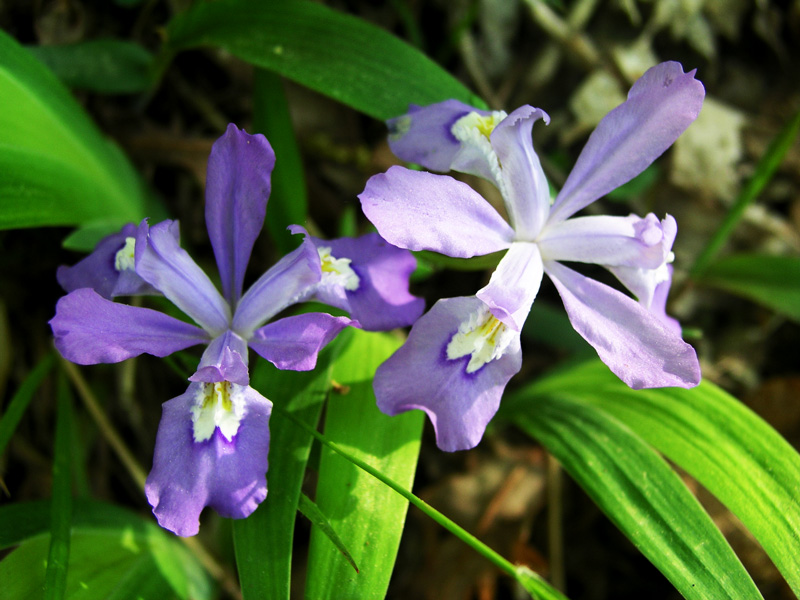 Crested Dwarf Iris