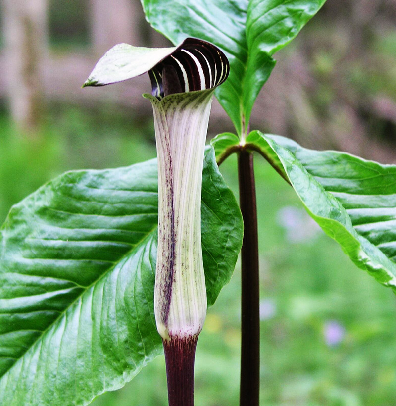 Jack-in-the-Pulpit