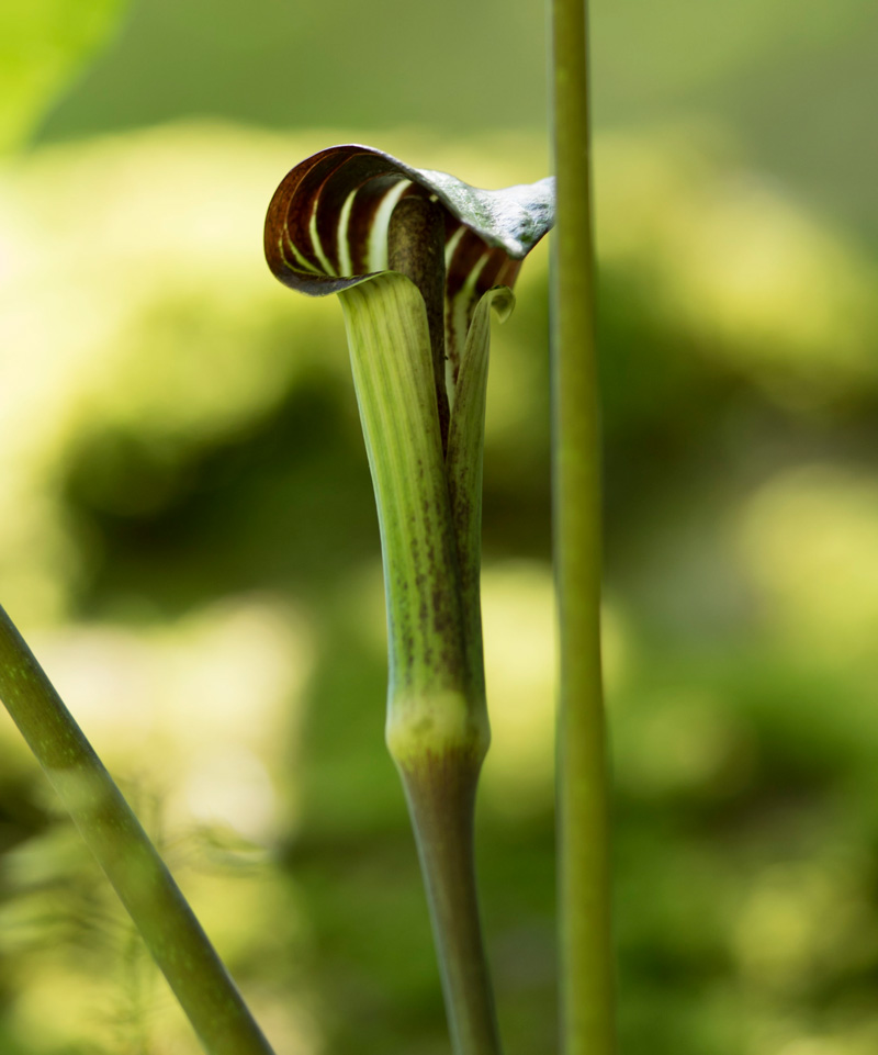 Jack-in-the-Pulpit
