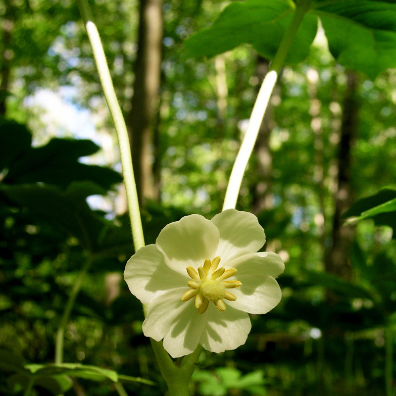 Mayapple