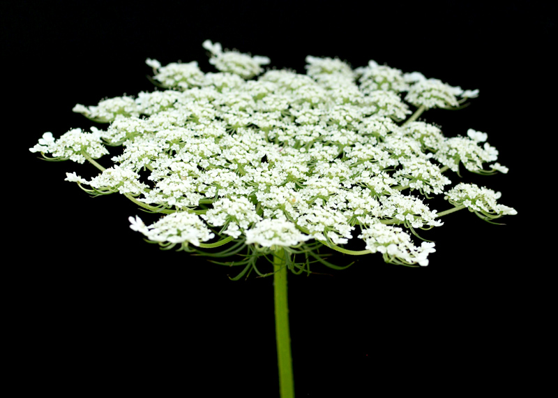 Queen Anne's Lace