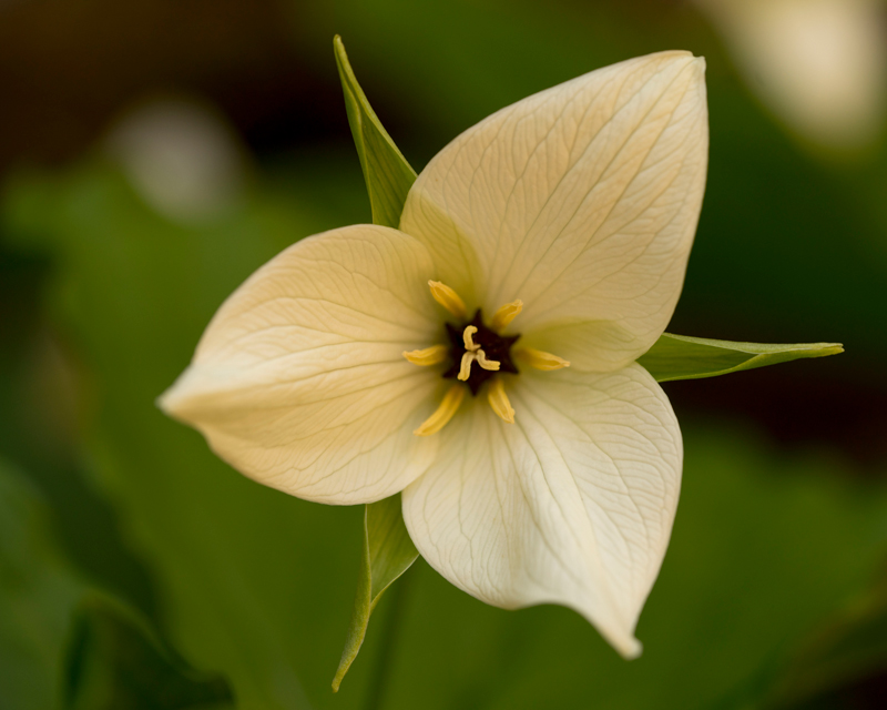 Trillium