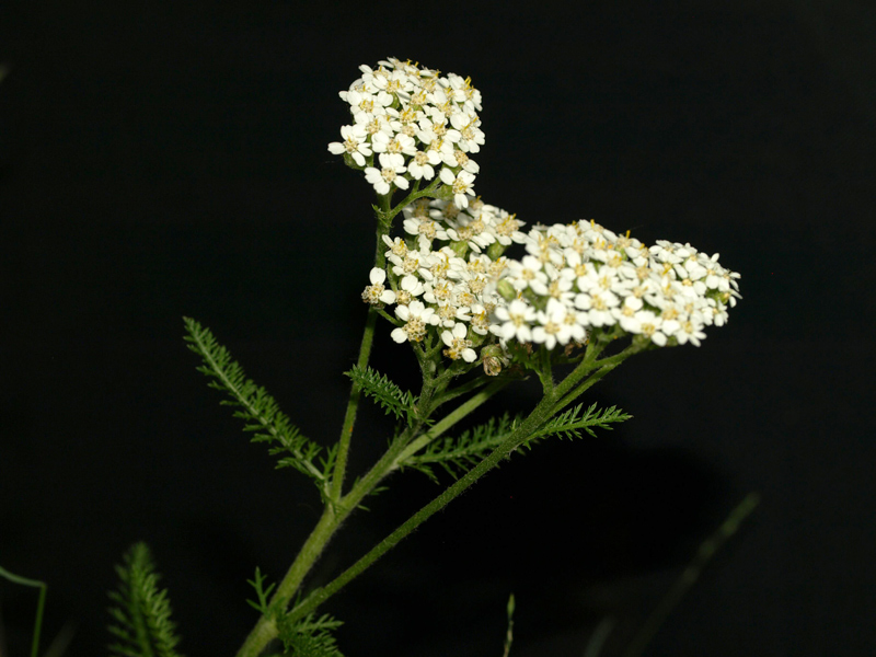 Yarrow