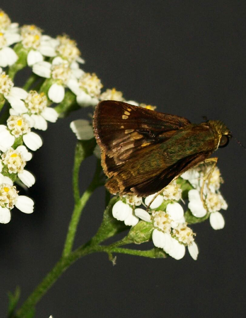 Yarrow with moth