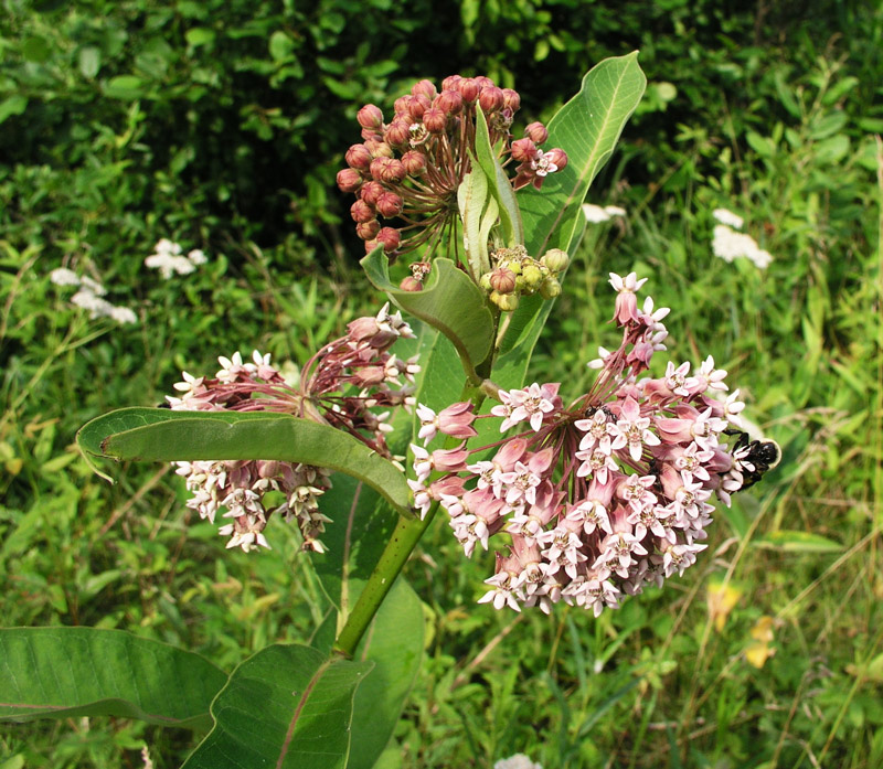 Whorled Milkweed