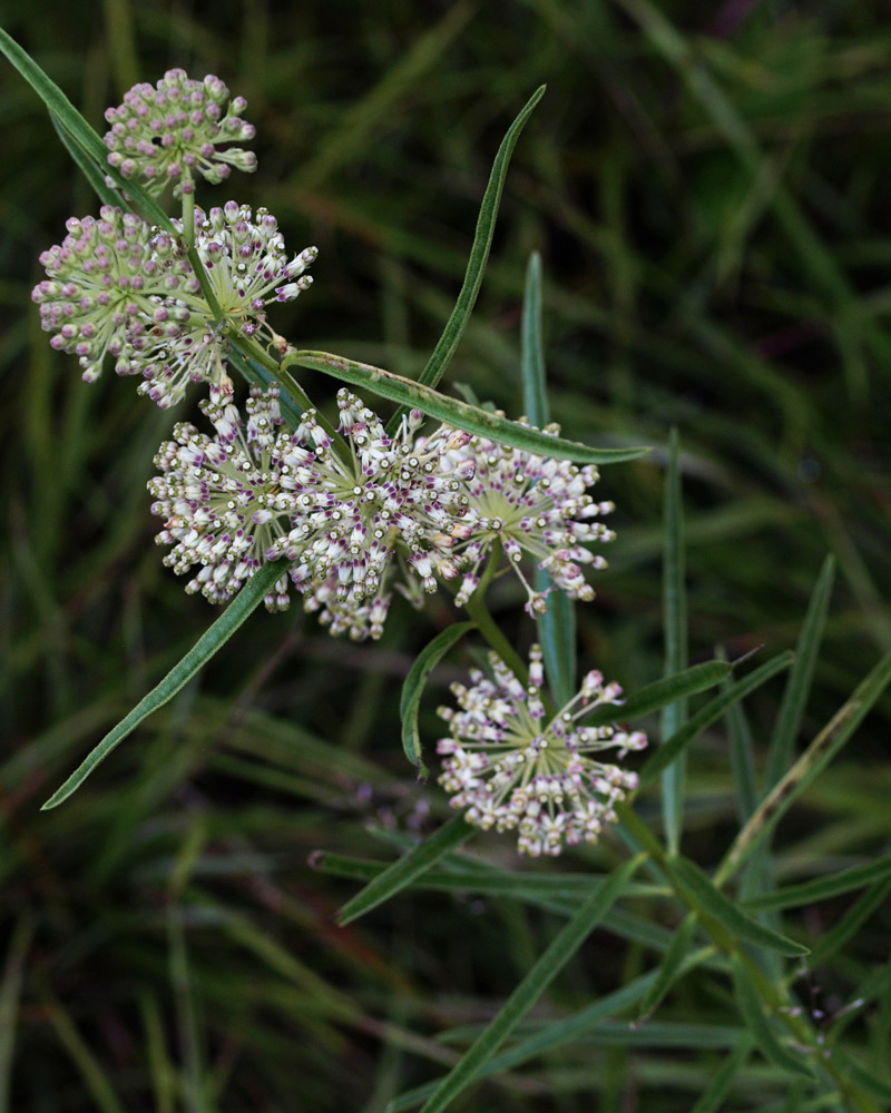Whorled Milkweed
