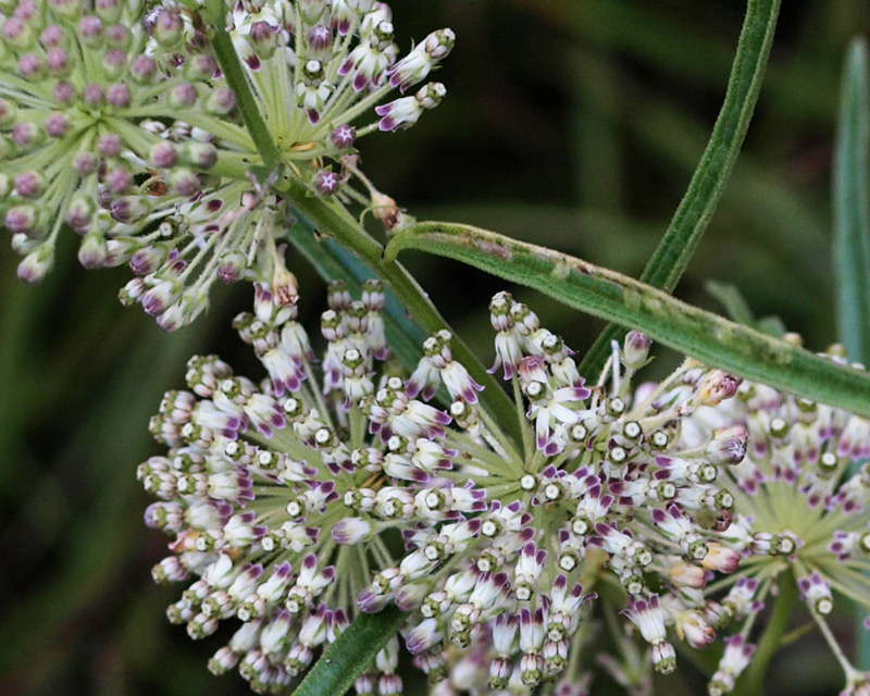 Whorled Milkweed