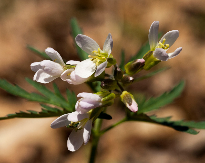 Cut-leaved Toothwort