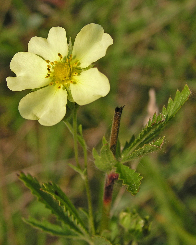 Rough-fruited Cinquefoil