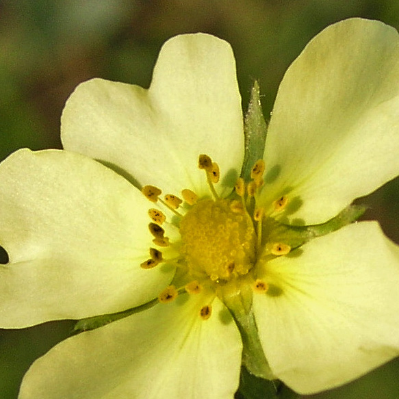 Rough-fruited Cinquefoil