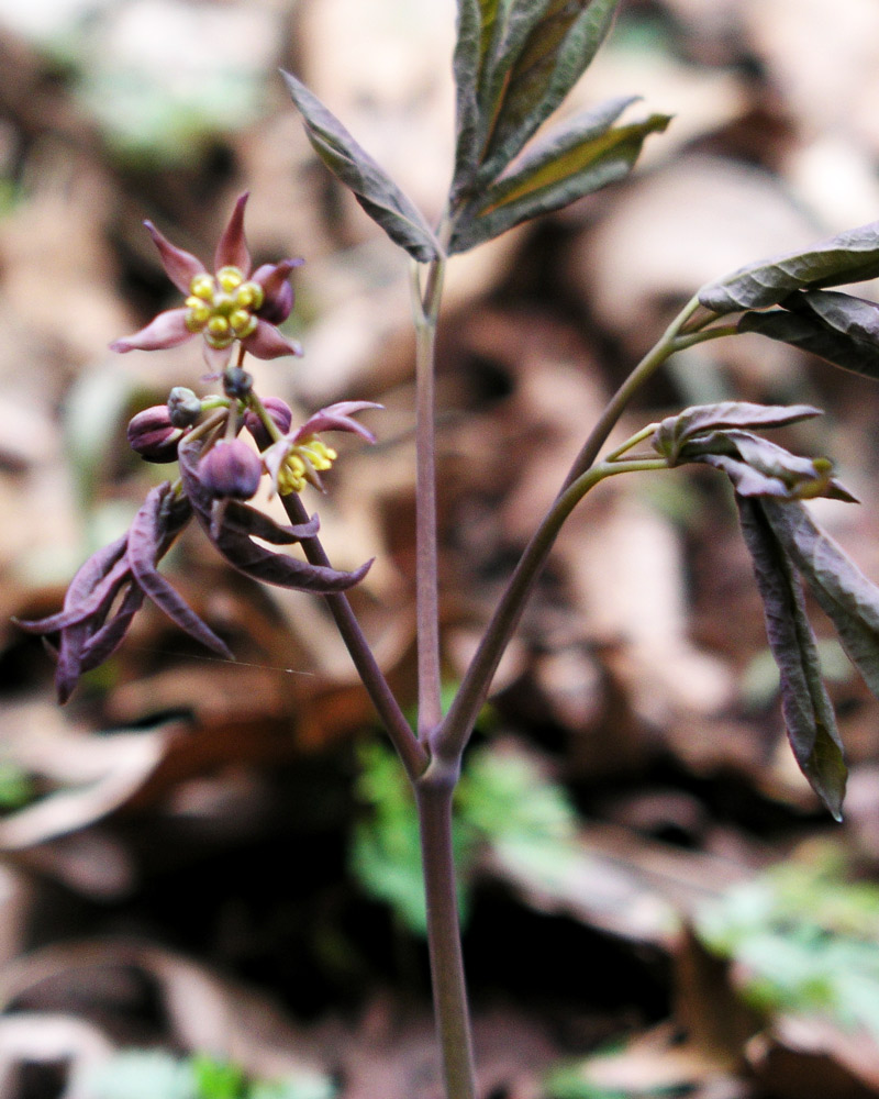 Blue Cohosh