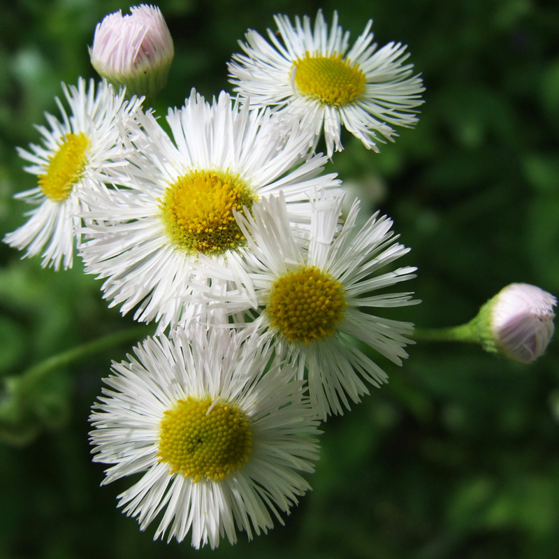 Common Fleabane