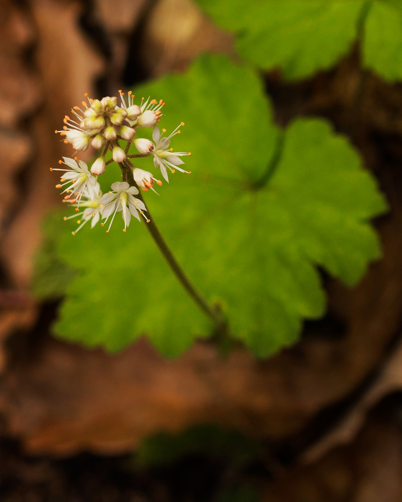 Foamflower