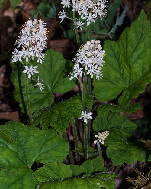 Foamflower
