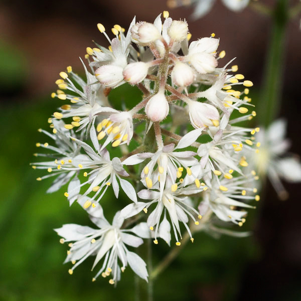 Foamflower