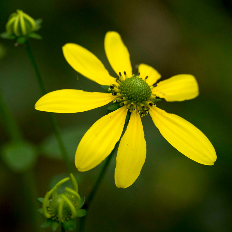 Thin-leaved Coneflower