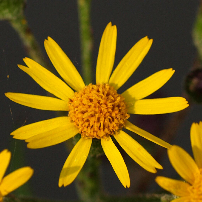 Golden Ragwort