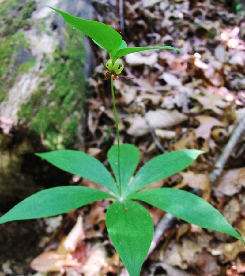 Indian Cucumber-root