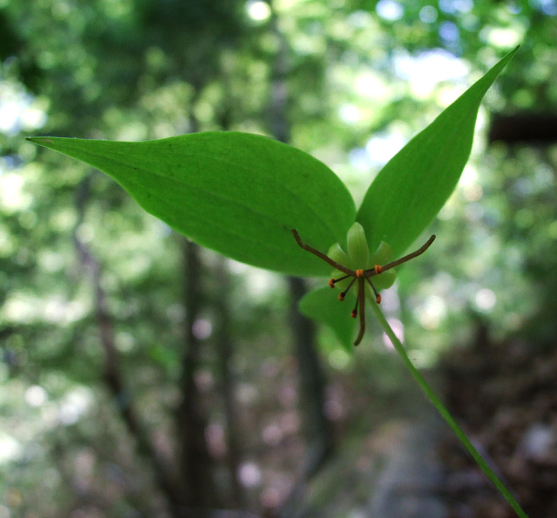 Indian Cucumber-root