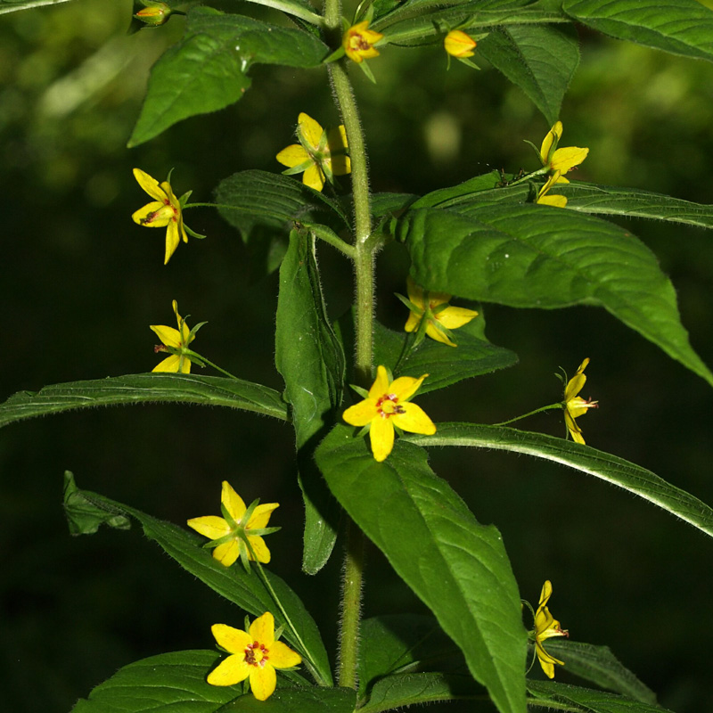 Prairie Loosestrife