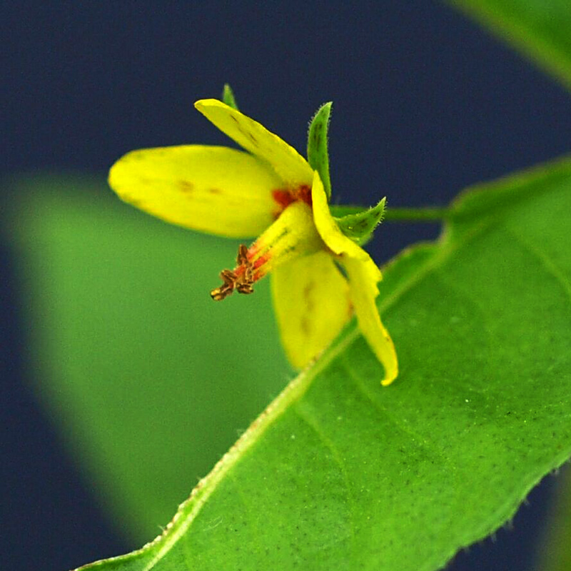 Prairie Loosestrife