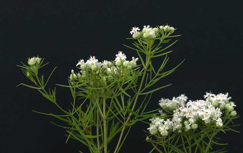 Narrow-leaved Mountain-mint