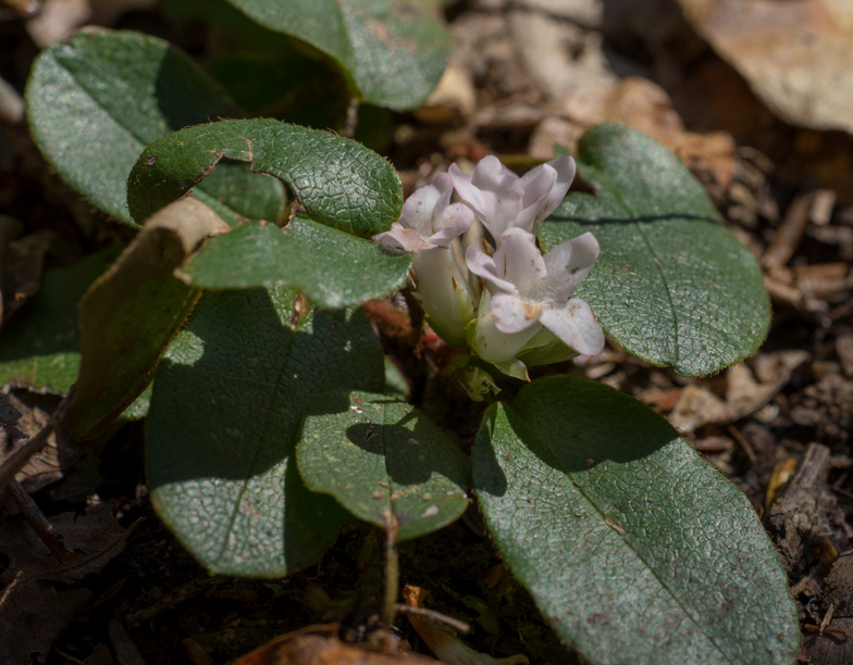 Trailing Arbutus