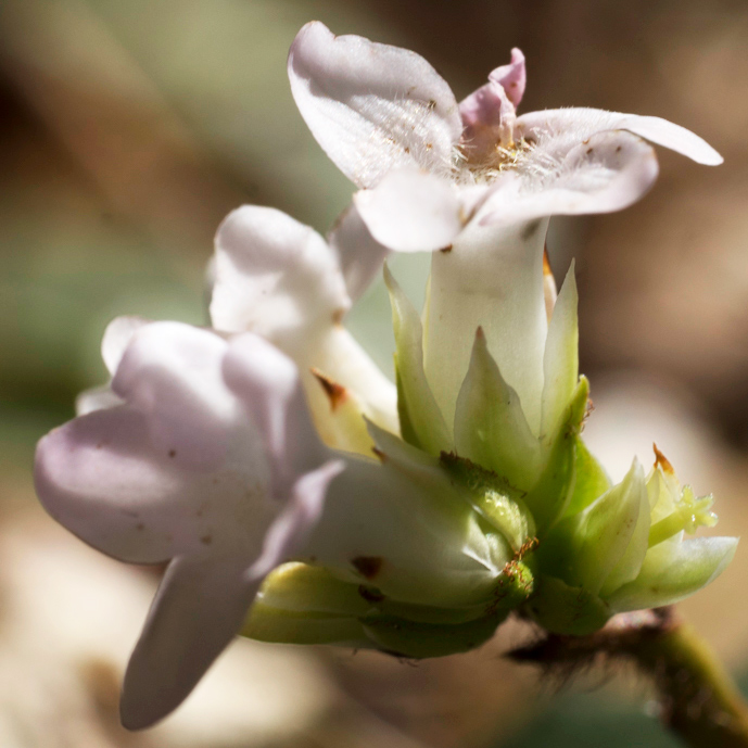 Trailing Arbutus