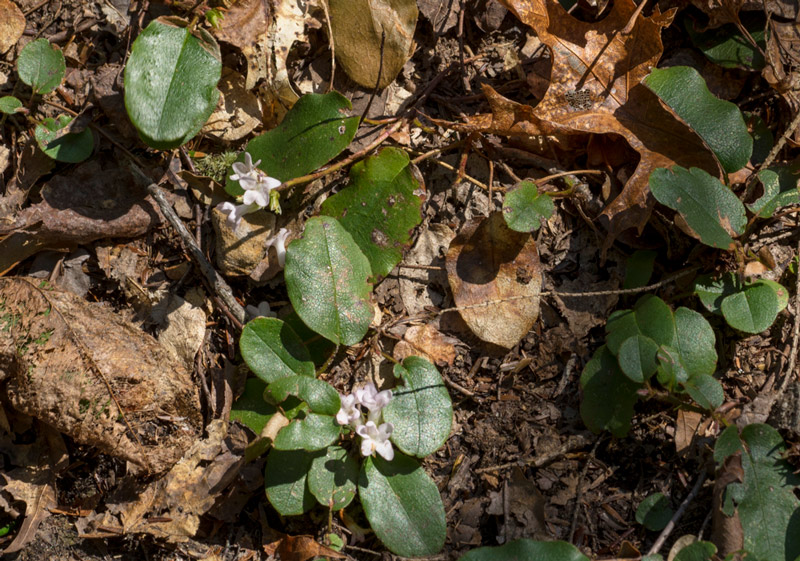 Trailing Arbutus