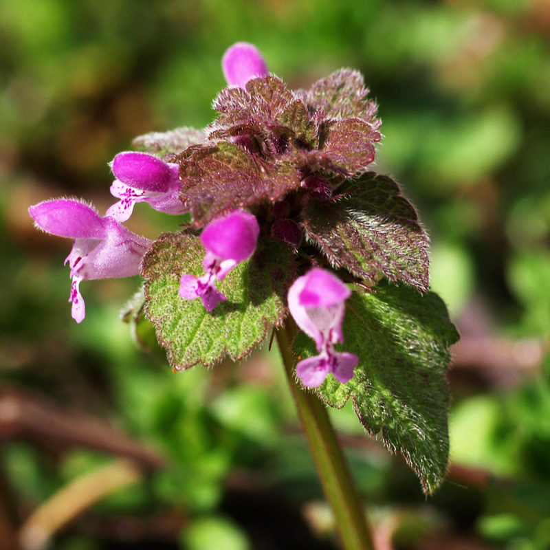 Purple Dead-Nettle
