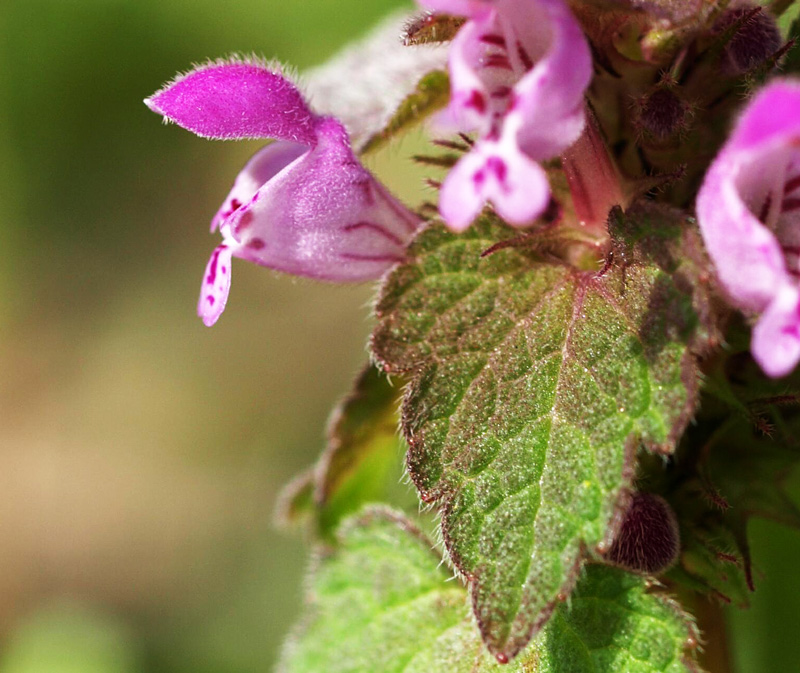 Purple Dead-Nettle