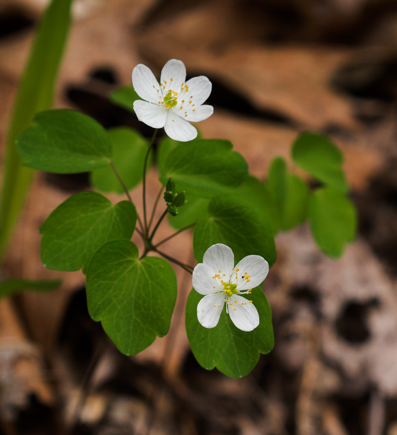 Rue-anemone