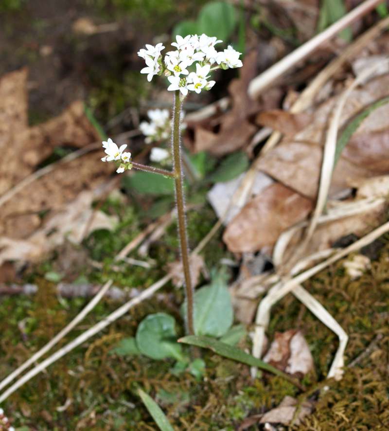 Early Saxifrage