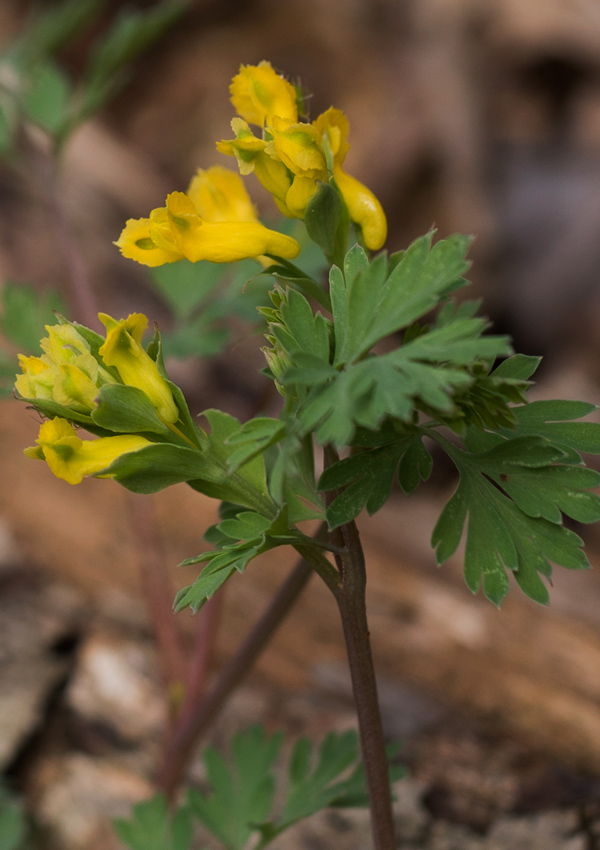 Yellow Corydalis