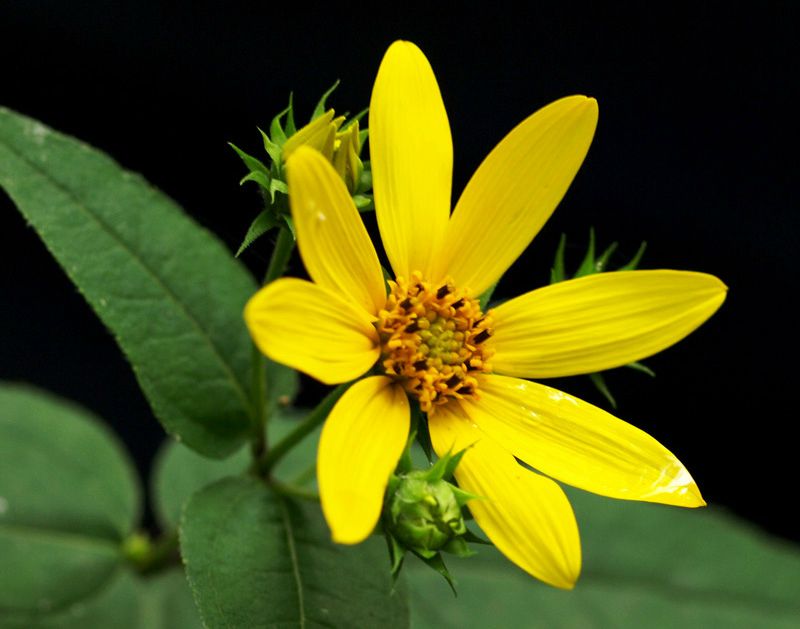 Jerusalem Artichoke