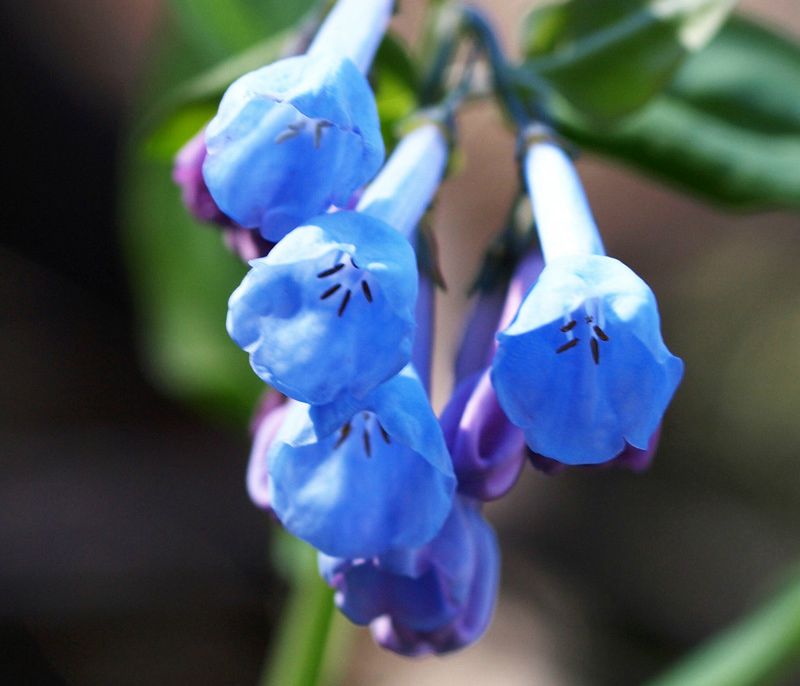 Virginia Bluebells