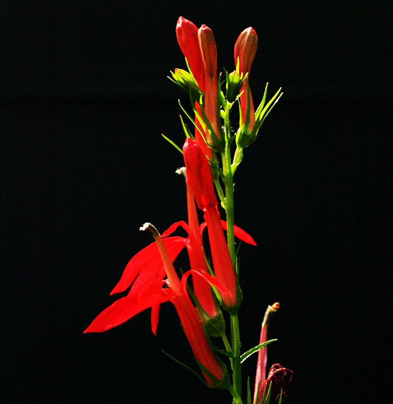 Cardinal Flower