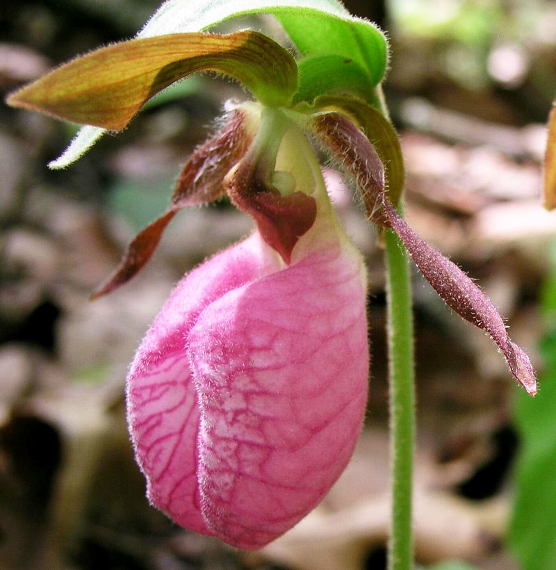 Pink Lady's Slipper