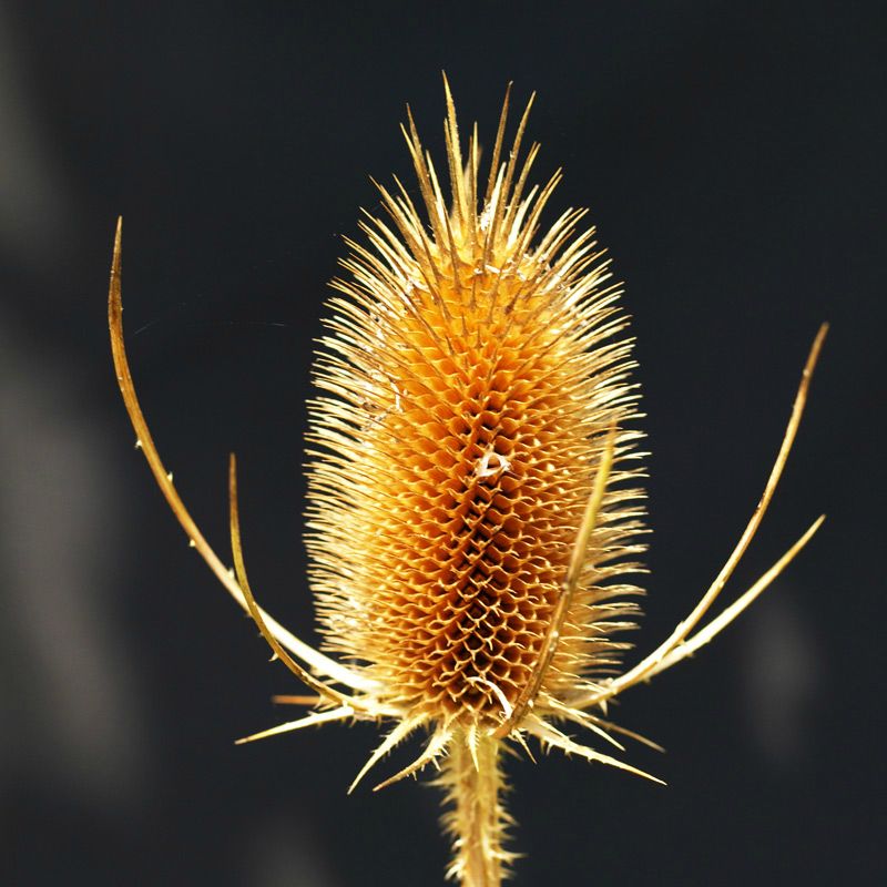 Common Teasel