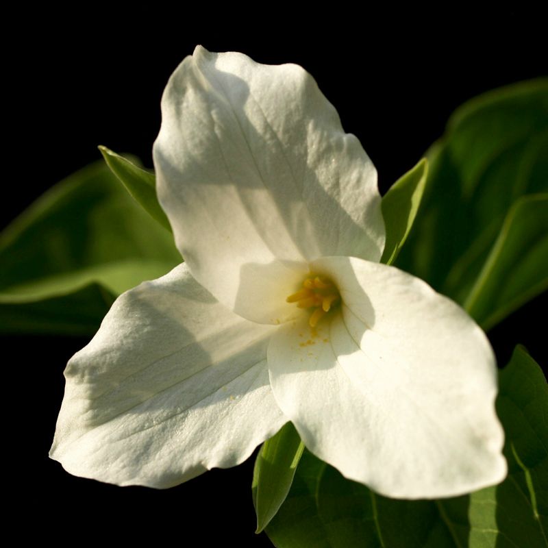 Large-flowered Trillium